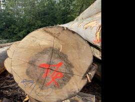 Dižskābardis Finierkluči |  Cietkoksne | Baļķi | SF WOOD, s. r. o.
