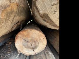Dižskābardis Finierkluči |  Cietkoksne | Baļķi | SF WOOD, s. r. o.