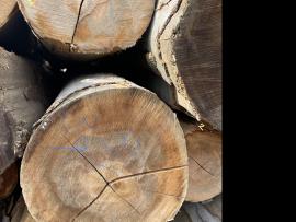 Dižskābardis Finierkluči |  Cietkoksne | Baļķi | SF WOOD, s. r. o.