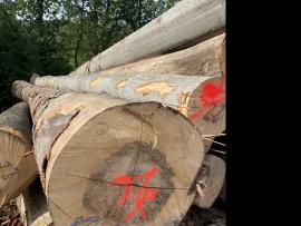 Dižskābardis Finierkluči |  Cietkoksne | Baļķi | SF WOOD, s. r. o.
