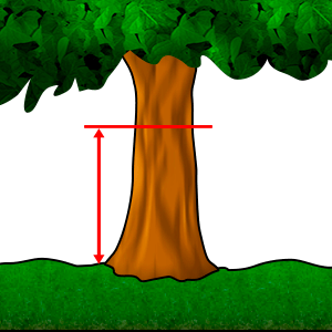 Diametra mērījums - Diametrs krūšu augstumā #1