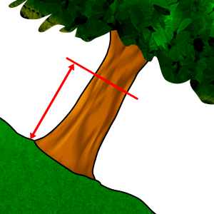 Diametra mērījums - Diametrs krūšu augstumā #2